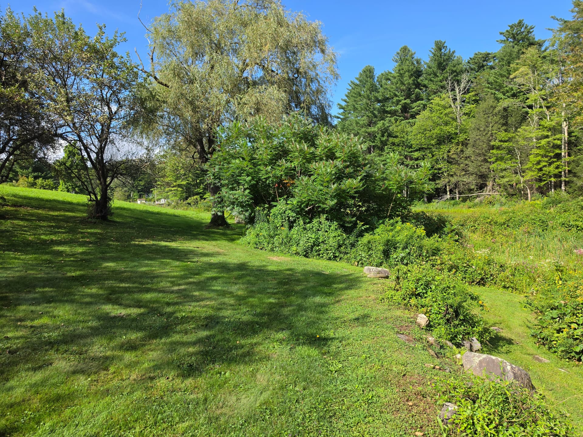 Overgrown residential property area before selective forestry mulching in Huntington, Massachusetts